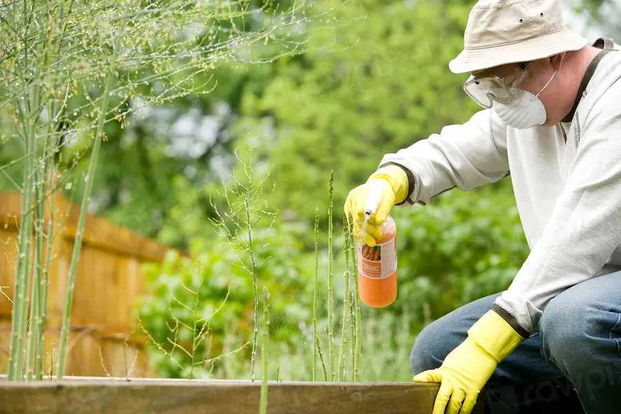 Persona con guantes aplicando un tratamiento en un jardín, fumigación en Talca